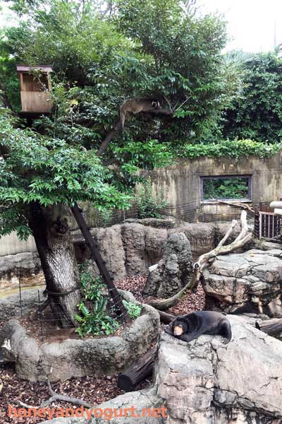 上野動物園 マレーグマ舎