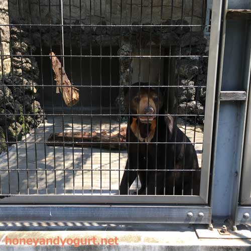 遊亀公園附属動物園 マレーグマ サンディ