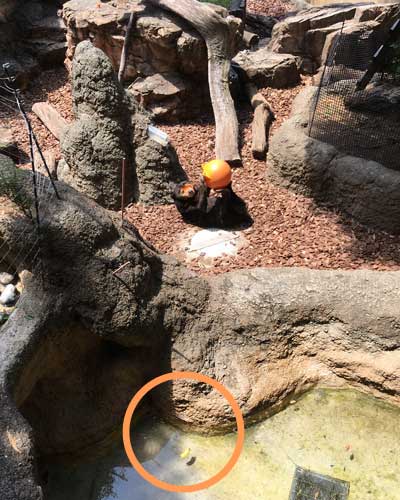 上野動物園　マレーグマ　キョウコ