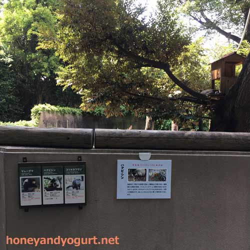 上野動物園　マレーグマ舎