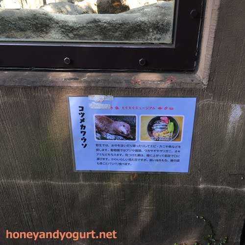 上野動物園　マレーグマ舎