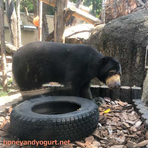 上野動物園　マレーグマ　モモコ