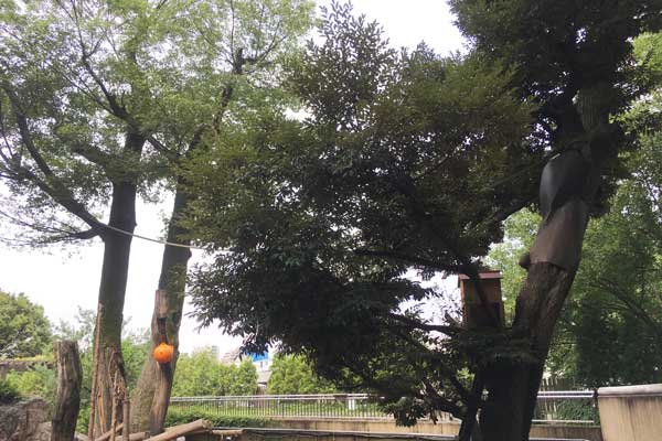 上野動物園 マレーグマ舎