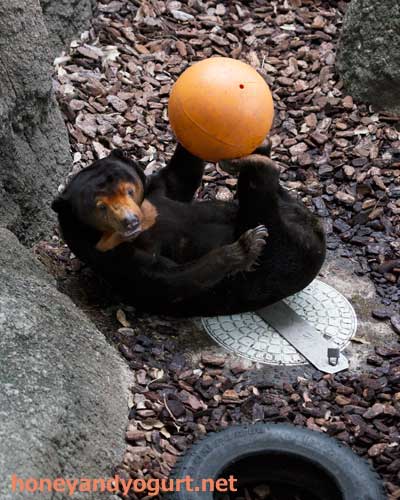 上野動物園 マレーグマ キョウコ