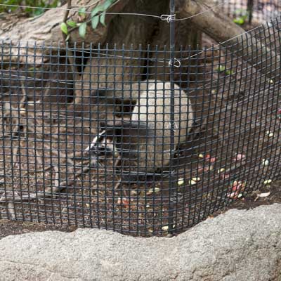 上野動物園 マレーグマ舎