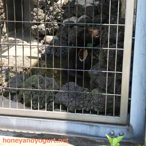 遊亀公園附属動物園 マレーグマ サンディ