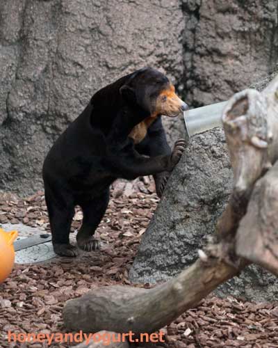 上野動物園　マレーグマ　キョウコ