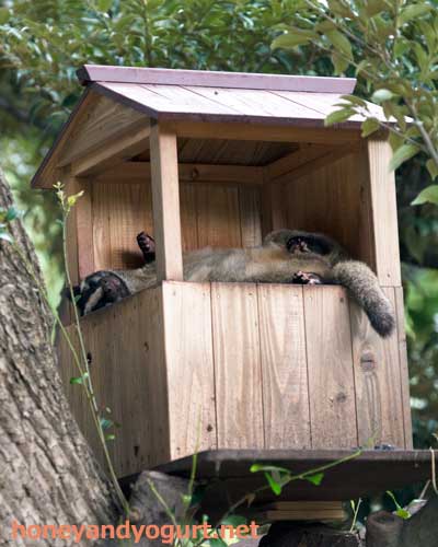上野動物園　マレーグマ舎　ハクビシン