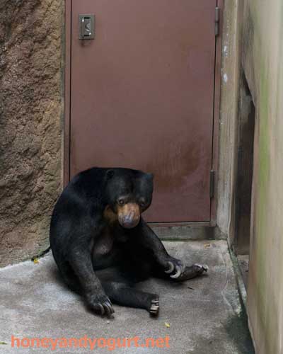上野動物園 マレーグマ モモコ