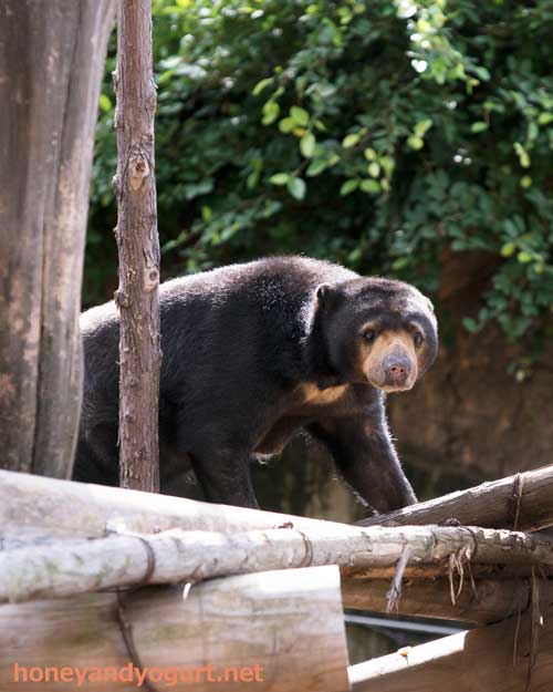 上野動物園　マレーグマ　モモコ