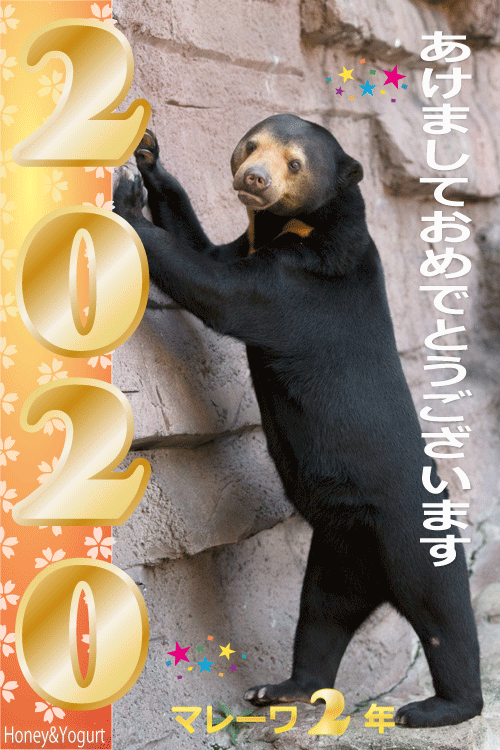 マレーグマ　マーサ