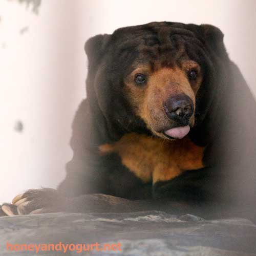 徳山動物園 マレーグマ ツヨシ